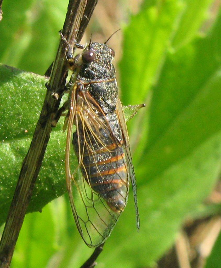 Cicadomorpha Cicadidae: Tettigettalna argentata